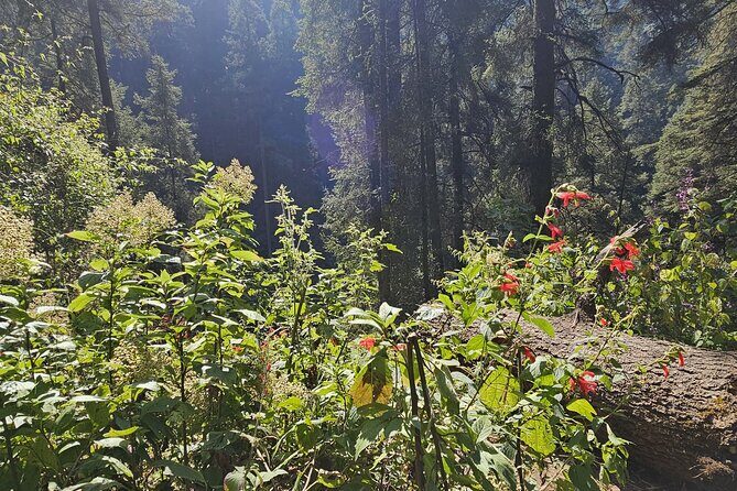 Private Tour to Los Diamantes Waterfall from CDMX - Key Points