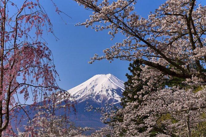 Private tour to Mount Fuji with an English driver from Tokyo - Stop 2: Oshino Hakkai
