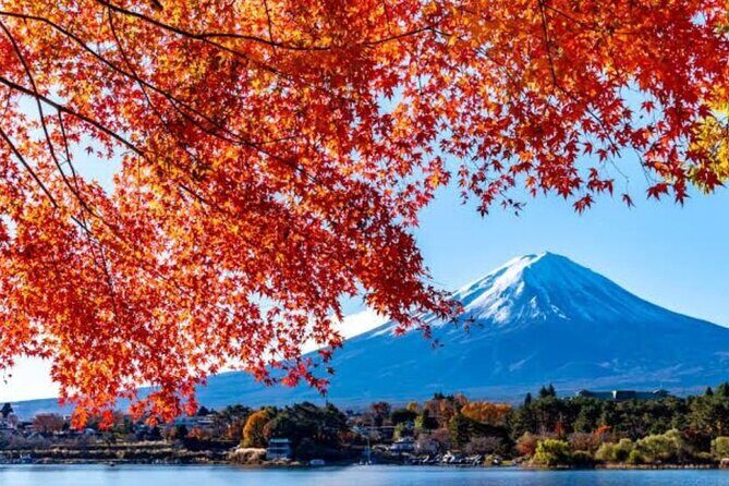 Private tour to Mount Fuji with an English driver from Tokyo - Stop 3: Oishi Park
