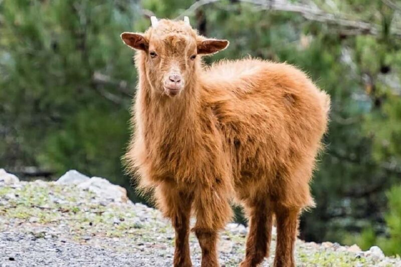 Private Tour to Myrtos Beach & Shepherd visit - Value & Pricing Analysis