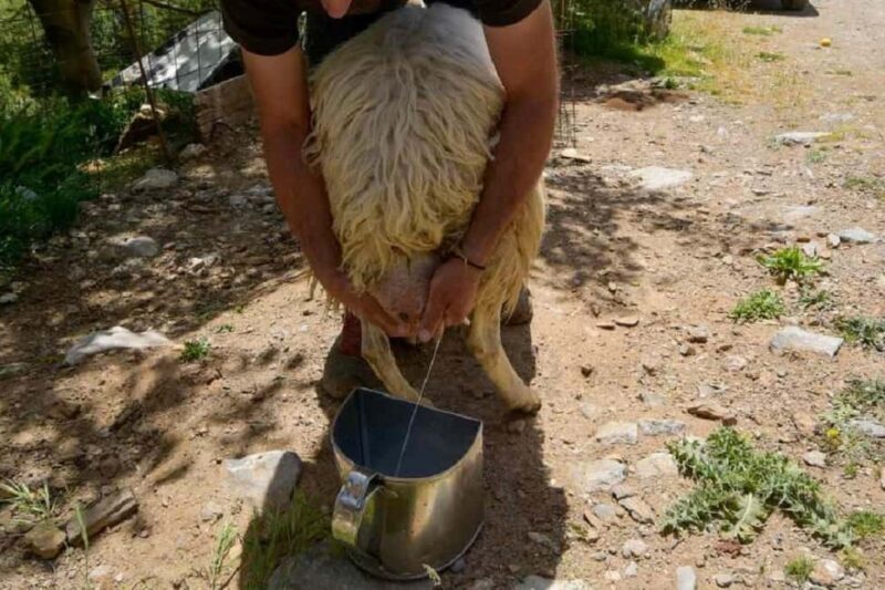 Private Tour to Myrtos Beach & Shepherd visit - Who Will Love This Tour?