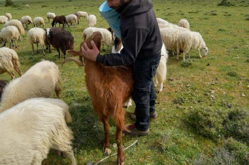 Private Tour to Myrtos Beach & Shepherd visit - The Sum Up