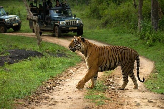 Private Tour to Sariska Tiger National Park by Car from Jaipur - A Deep Dive into the Experience