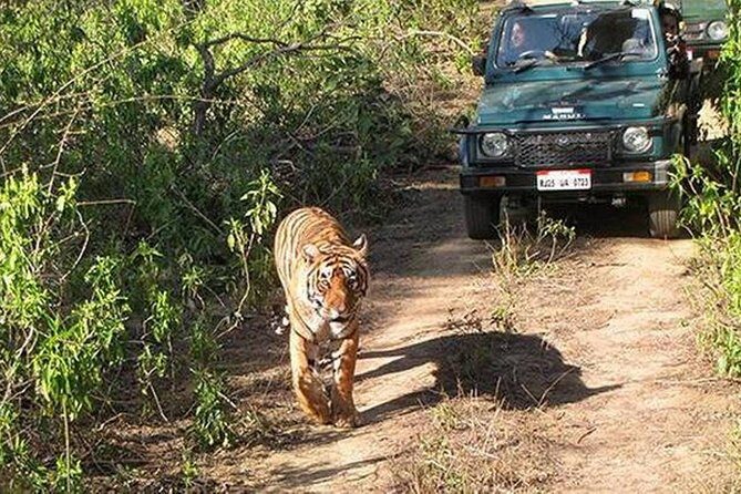 Private Tour to Sariska Tiger National Park by Car from Jaipur - Practical Tips for Making the Most of Your Day