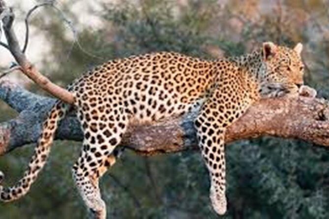 Private Tour to Sariska Tiger National Park by Car from Jaipur - Authentic Experiences & Review Insights