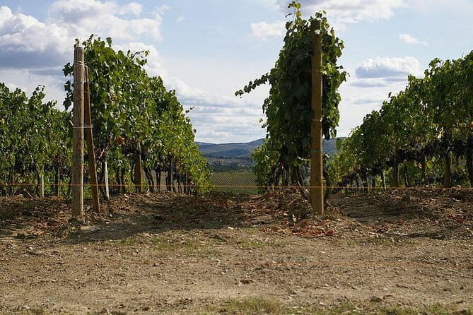 Private Tour to Siena and San Gimignano with Wine Tasting & Lunch - An In-Depth Look at the Tour