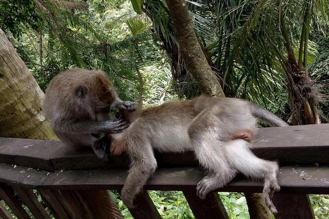 Private Tour to Sumampan Waterfall, Monkey forest, Rice terraces and Swing - Local Cuisine and Art: A Taste of Ubud