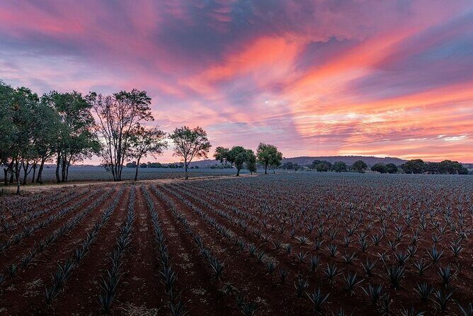 Private Tour to Tequila Ocho Distillery and the Town of Arandas - Authenticity and Customer Feedback