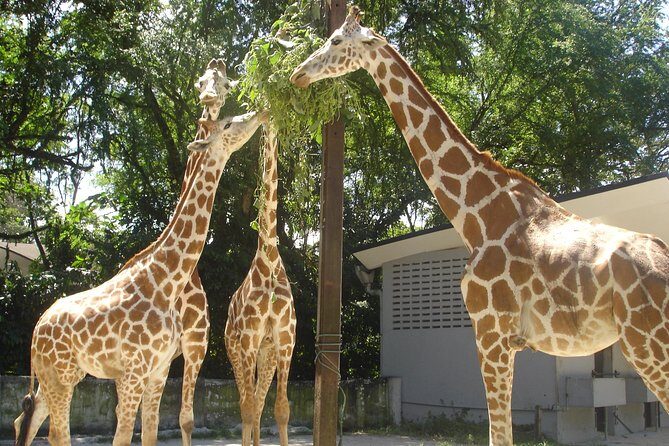 Private Tour to The Best of Animal Attractions in Kuala Lumpur - Practical Details for Your Day