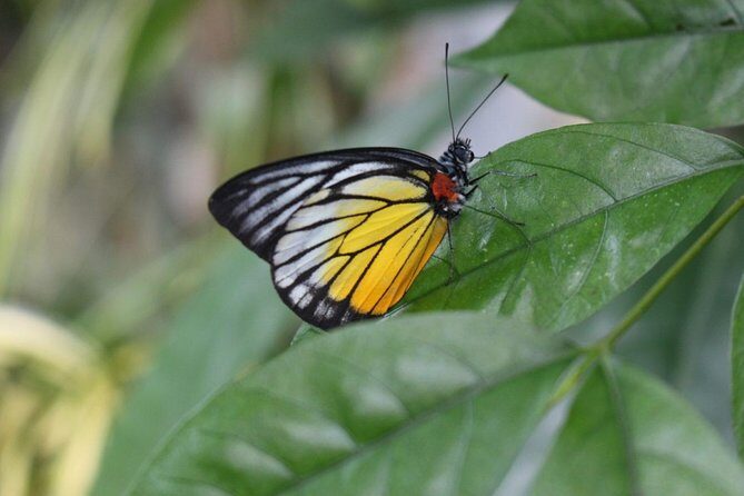 Private Tour to The Best of Animal Attractions in Kuala Lumpur - FAQ