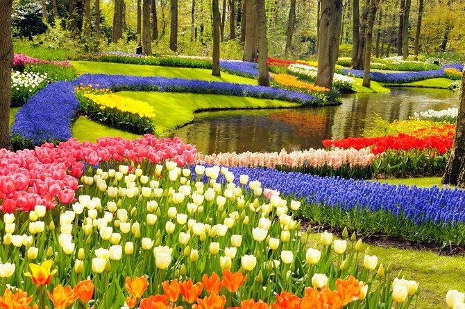 Private Tour to the Keukenhof and Tulip Fields - The Detailed Experience
