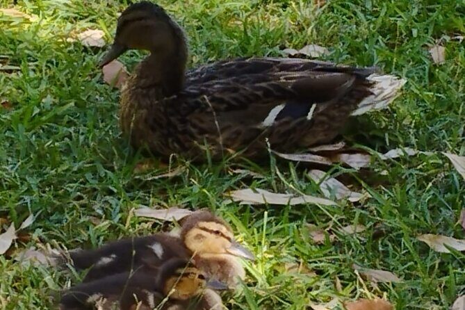 Private tour to the Royal Palace. - The Sum Up