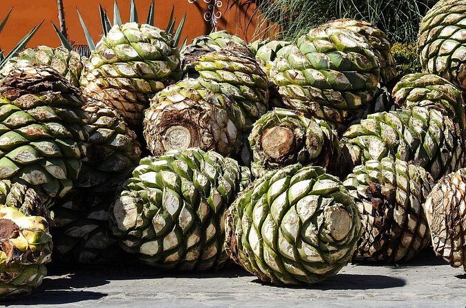 Private Tour to the Tehuacán Biosphere Reserve - FAQs