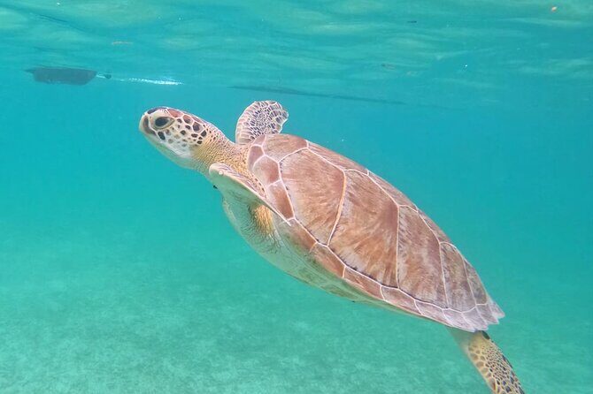 Private Tour to Tulum and Swimming with Turtles in Akumal - Who Should Consider This Tour?