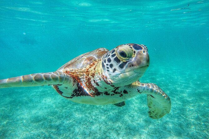 Private Tour to Tulum and Swimming with Turtles in Akumal - FAQ
