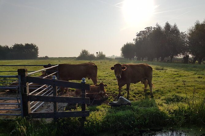 Private tour to Zaanse Schans &Volendam: Cheese, Windmills, clogs - FAQ