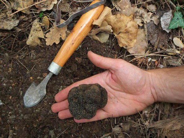 Private Tour: Truffle-Hunting Experience from Sorrento with Lunch - Exploring the Authentic Truffle-Hunting Experience from Sorrento