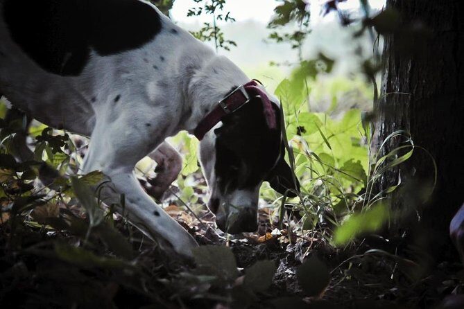 Private Tour: Truffle-Hunting Experience from Sorrento with Lunch - Key Points