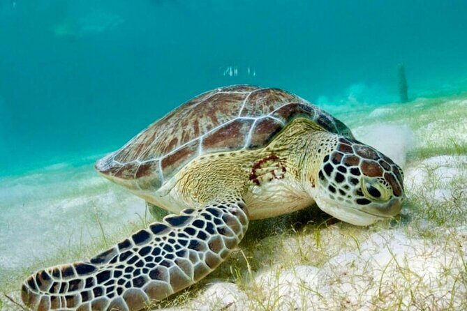 Private Tour Tulum Tortugas Cenote Beach All Inclusive - Final Thoughts: Who Will Love This Tour?