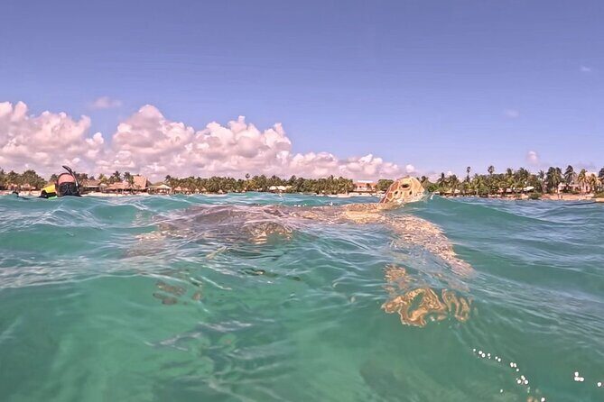 Private Tour: Turtle Swim & Underground Cenote - Why This Tour Offers Great Value