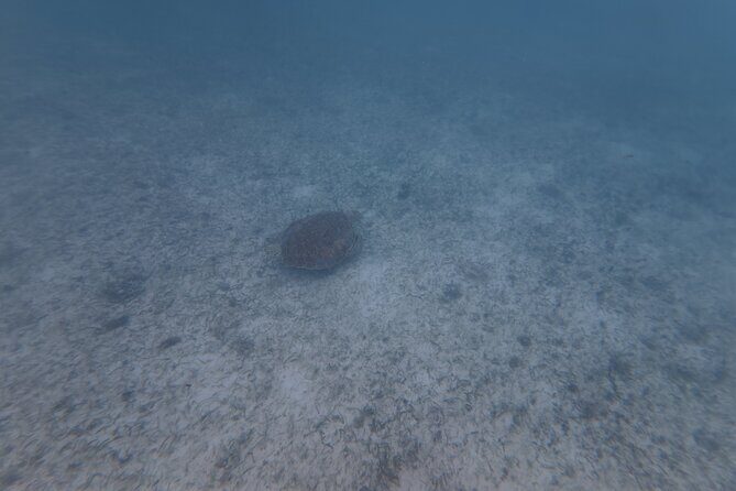 Private Tour: Turtle Swim & Underground Cenote - Final Thoughts