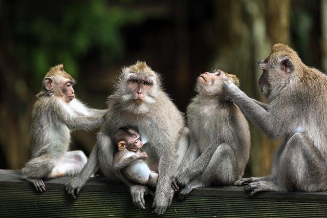 Private Tour: Ubud and Tanah Lot Day Tour - Pricing and Value: Does It Stack Up?
