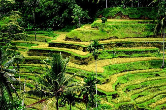 Private Tour Ubud - Best of Ubud with All Inclusive - The Authenticity and Practicality of the Experience
