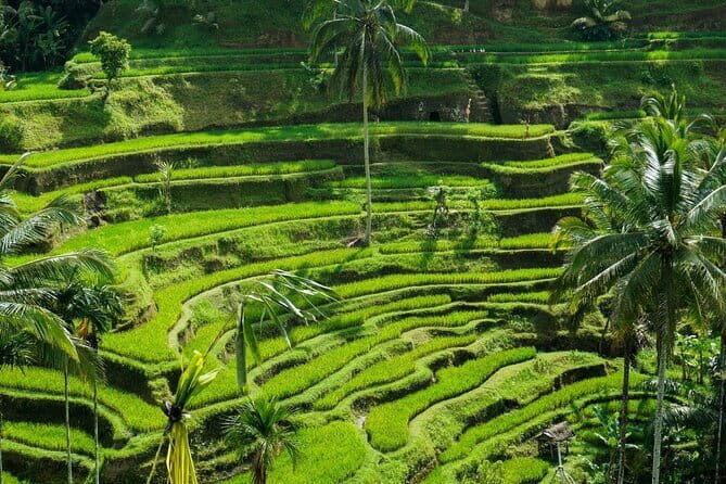 Private Tour Ubud Culture with Pick Up and Drop off - Key Points