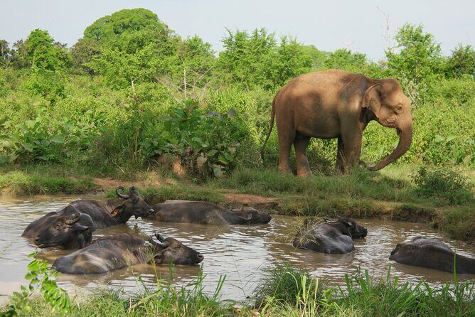 Private Tour Udawalawe National Park Full Day from Colombo - Introduction