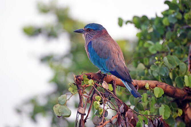 Private Tour Udawalawe National Park Full Day from Colombo - Pricing and Value