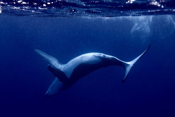 Private tour whale watching and snorkeling in Moorea - Key Points