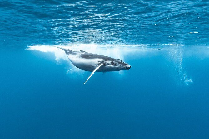 Private tour whale watching and snorkeling in Moorea - Flexibility and Comfort: Tailored to Your Needs