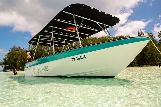 Private tour whale watching and snorkeling in Moorea - Learning from the Experts