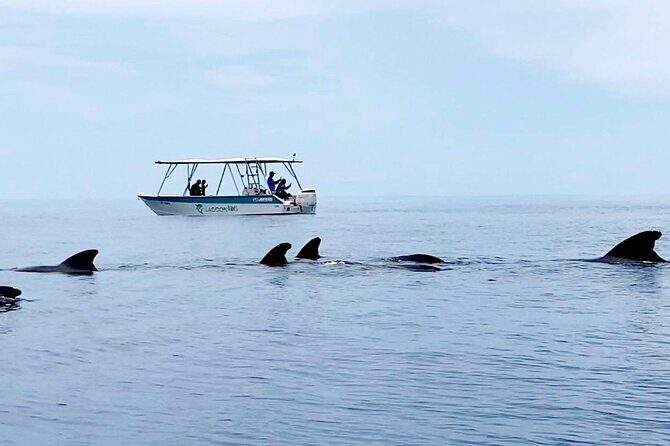 Private tour whale watching and snorkeling in Moorea - Practical Details and Considerations
