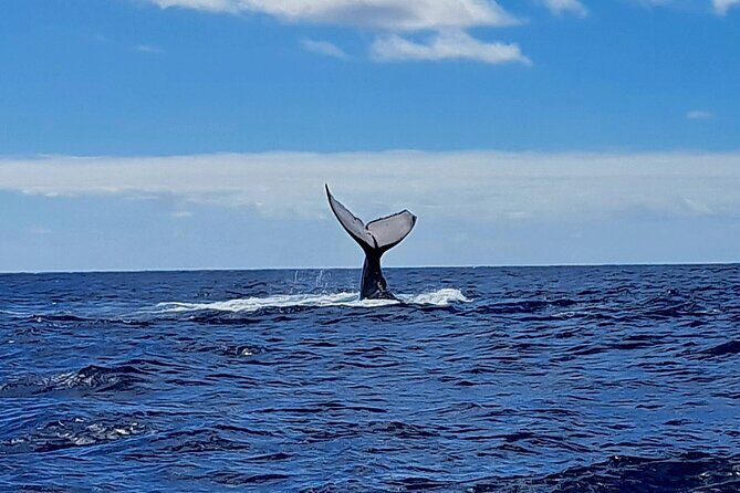Private tour whale watching and snorkeling in Moorea - What Travelers Are Saying