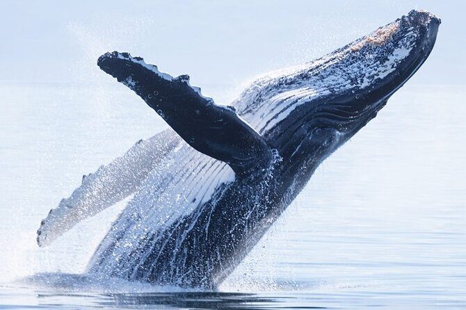 Private Tour Whale Watching Half Day Tour - Key Points