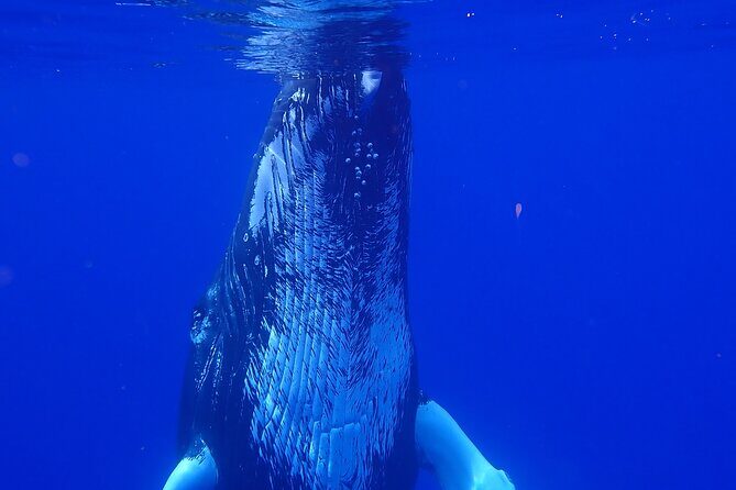 Private Tour Whale Watching Half Day Tour - What You Can Expect from This Moorea Whale Watching Tour