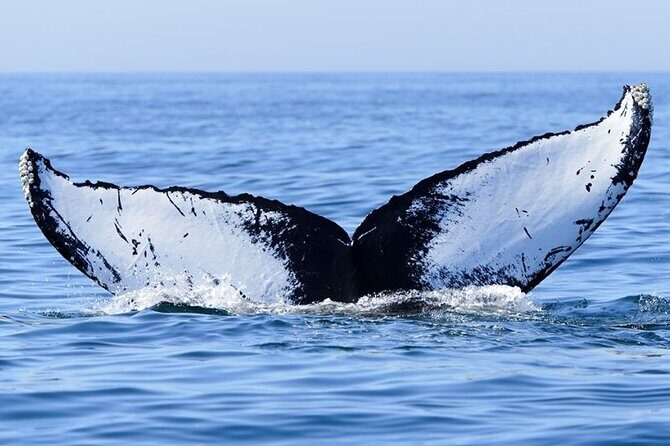 Private Tour Whale Watching Half Day Tour - Frequently Asked Questions