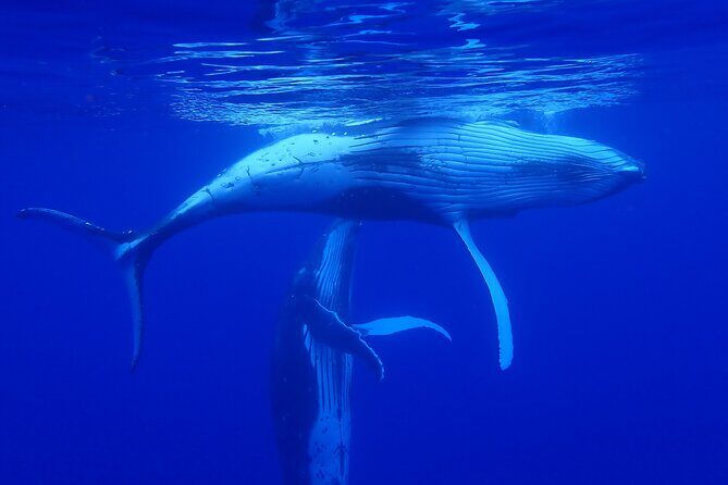 Private Tour Whale Watching Half Day Tour - Wrapping Up: Is This Tour Right for You?