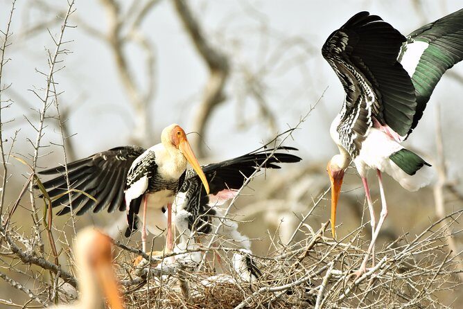 Private Tour: YALA National Park from SHANGRI-LA, Hambanthota - What You Can Expect from the Yala National Park Private Tour