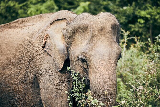 Private Tour: Yala National Park Safari - Exploring the Yala National Park Safari
