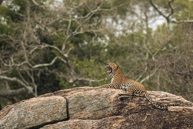 Private Tour : YALA National Park with Experienced Driver/Guide - An In-Depth Look at the Yala Safari Experience