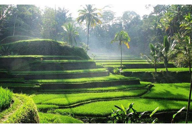 Private Tour:Kintamani Volcano Tour With Entrance Ticket & Hotel Transfer - The Itinerary in Detail: What to Expect and Why It Matters