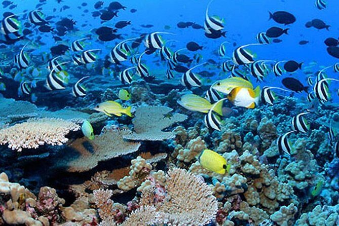 Private Tours Beach Entry - Sea Scooters Guided with videos - Accessibility and Practical Details