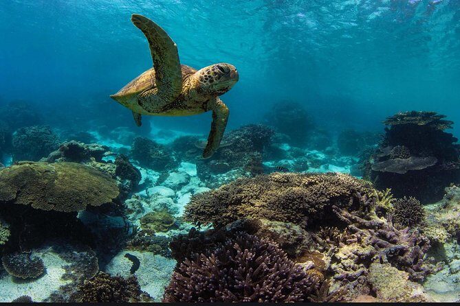 Private Tours Beach Entry - Sea Scooters Guided with videos - FAQ