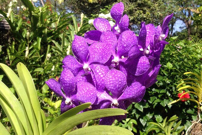 Private Tours - An In-Depth Look at the Private Barbados Tour