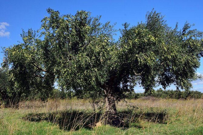 Private Tour:Visit of Agricultural Farm and free time in Olympia - What It’s Like to Participate