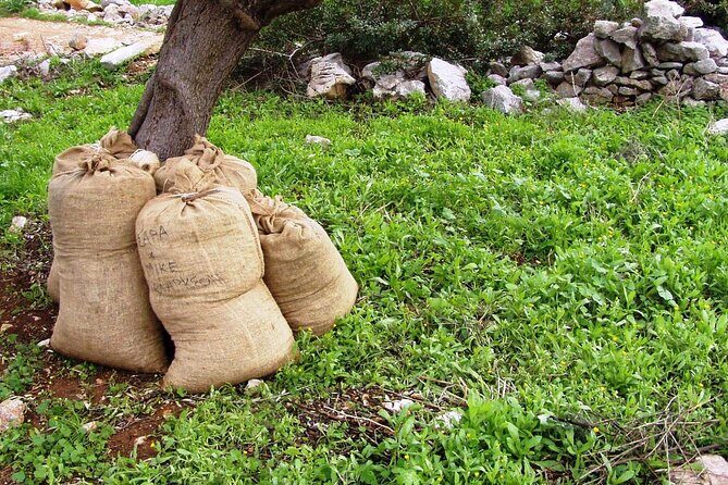 Private Tour:Visit of Agricultural Farm and free time in Olympia - Practical Details and Tips