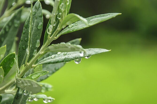 Private Traditional Olive Grove and Dragon Fruit Farm Tour - Who Will Love This Tour?