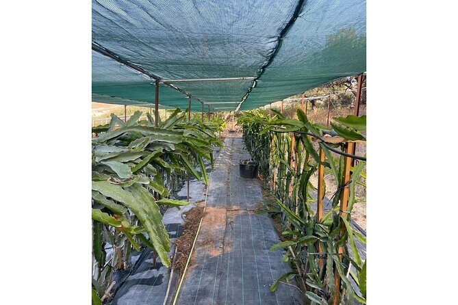Private Traditional Olive Grove and Dragon Fruit Farm Tour - The Sum Up